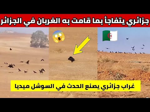 شاهدوا مواطن جزائري يتفاجأ بما قامت به الغربان في الجزائر غراب جزائري يصنع الحدث في السوشل ميديا 