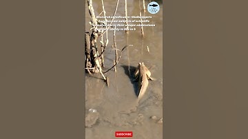 ABOUT MUDSKIPPER RESEARCH