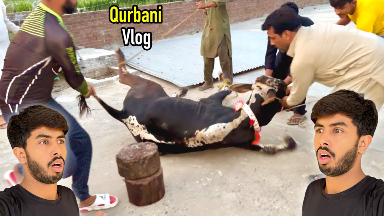 Qurbani Vlog 😍 Zohaib Sabir Vlogs