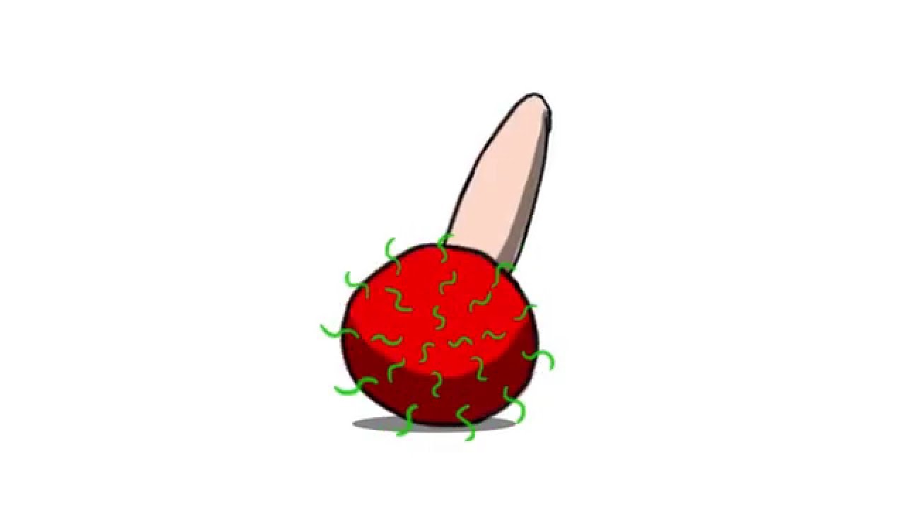 Rambutan Dance (Can-Can) - YouTube