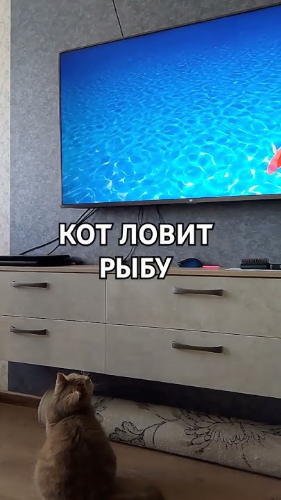 КОТ ЛОВИТ РЫБУ #кот - YouTube
