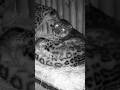 A pregnant leopardess has a perfect husband🥰🥰🥰#love #animals #leopard