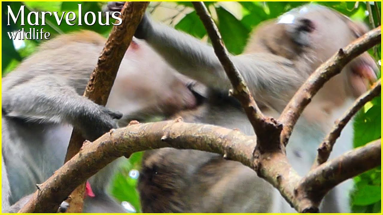 Jane can't control p+atience seeing Angel monkey have actions to daughters, Sometimes inappropriate