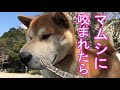 【マムシに咬まれたら】　If Shiba Inu is bitten by a pit viper.柴犬サブ　ラッキー