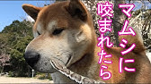 マムシに噛まれた柴犬ラッキー The Name Of A Dog Bitten By A Poisonous Snake Is Lucky Youtube