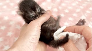 ミルクが待ちきれなくて指をチュッチュしてくる赤ちゃん猫 生後8日【アオちゃん日記#6〜青い秋空〜】Kittens who want to drink milk suck fingers. 子猫