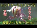 【アクアリウム】レッドビーシュリンプ水槽立ち上げPart3 重要だよ!【えび】