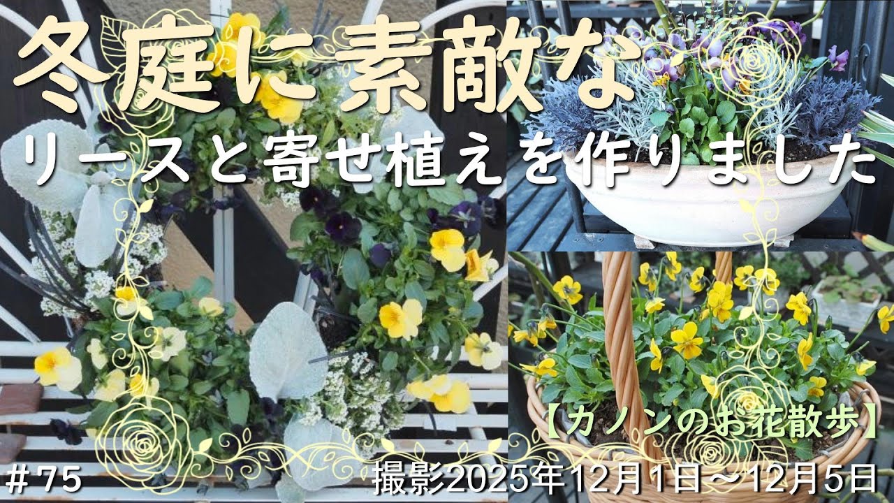 ＃75　冬のお庭に飾るリースと寄せ植えを作りました　春先まで楽しめるお花とリーフを組み合わせています　また春から初夏に楽しめるユーパトリウムやカピラリスを初めて地植えしてみました
