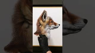 Drawing a double Red Fox artwork - soft pastels & pastel pencils 40x60cm #fox #wildlifeart #art