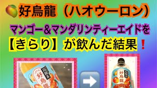 ★【きらり】が?★好烏龍（ハオウーロン） マンゴー＆マンダリンティーエードを飲んだ結果‼️ 好烏龍　ハオウーロンマンゴー　マンダリンティーエード　ティーエードおいしい