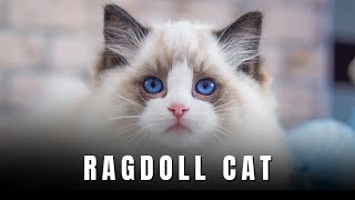 Ragdoll Cat , Learn EVERYTHING About Them!