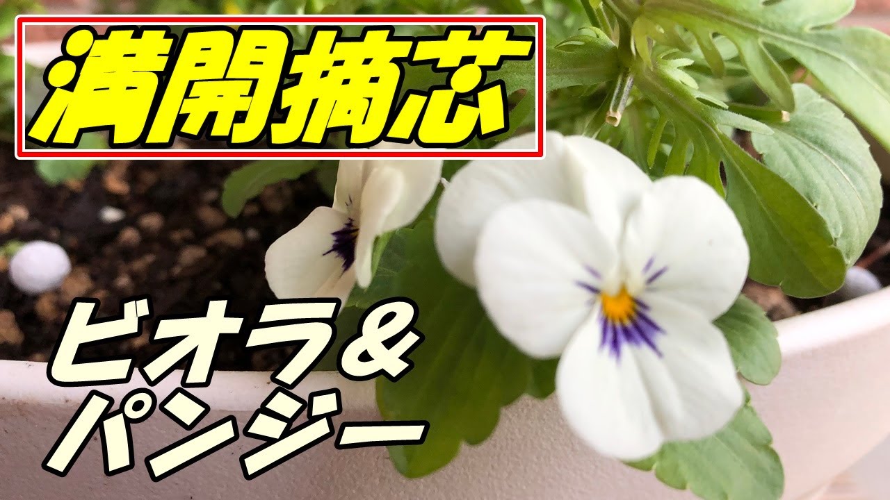 ビオラとパンジーの摘芯 Youtube