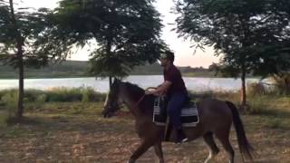 Mika Singh and his majestic Horses..