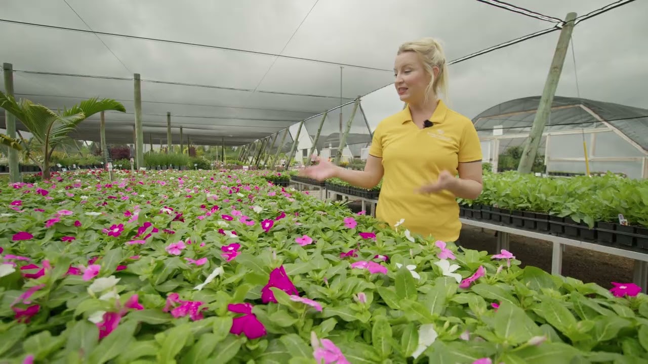 Understanding Portfolio Collection Genetics: A Look at Vinca