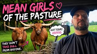 Cows and Coffee!
