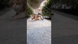 Images From A Cat Head Camera