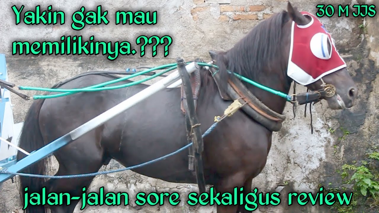 inilah kuda jawara gajah mada yang tidak pernah kalah pada balap kuda yang pernah diikuti dilombok