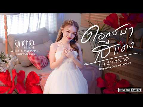 ดอกชบาสีแดง (ハイビスカスの花) - ลูกตาล ชลธิชาศ์