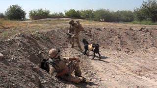 Taliban Goat Attacks  Welsh Guardsman.