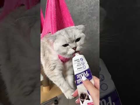 Как подстричь когти котику
