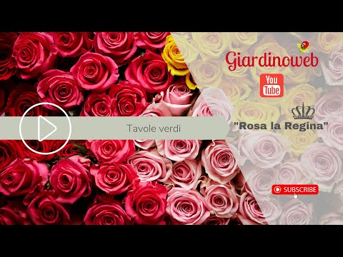 Video: Bouvardia (26 Foto): Cura Dei Fiori A Casa. Varietà Rosa E Bianche