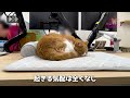 給料泥棒!?タマ王|Salary thief!? Tama-oh