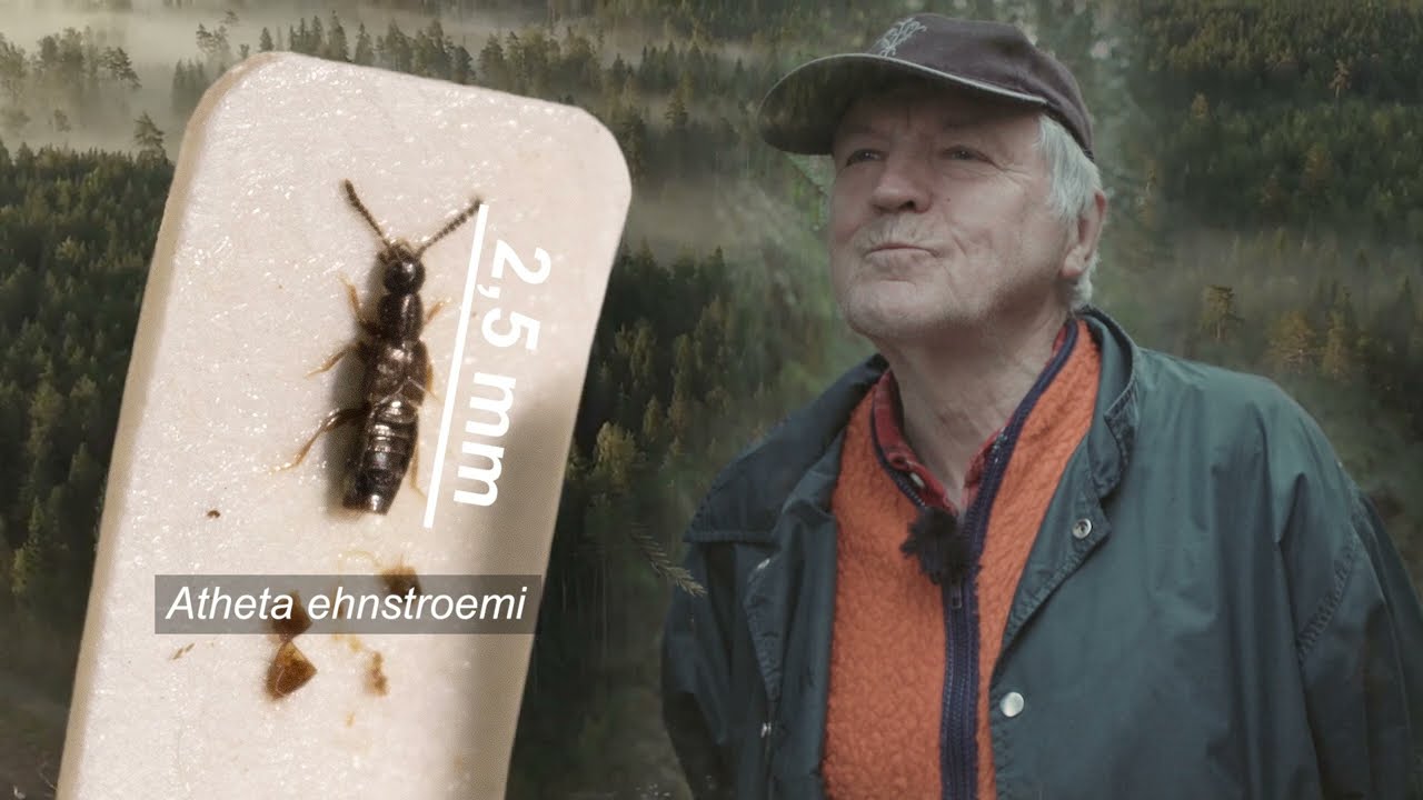 Aspen - version utan interaktivitet