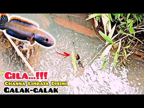 Gila Sungai ini.! Umpan Baru Clom Ikan Channa Limbata Langsung