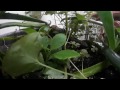 Insect View I (Video 360º)