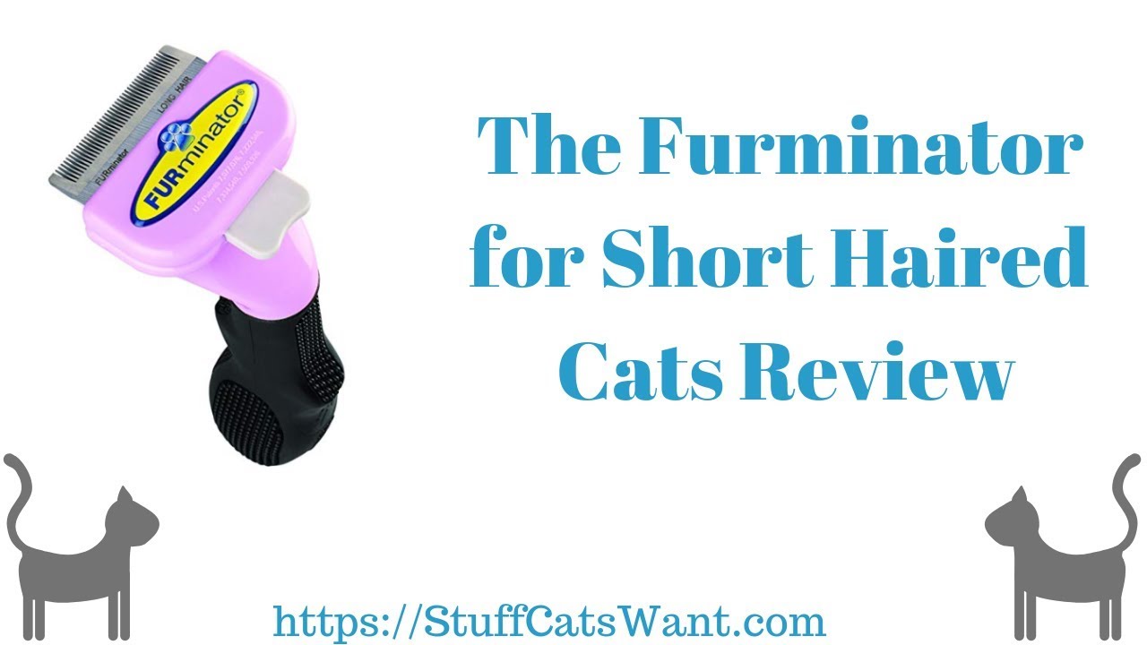 Furminator for Short Haired Cats Review - YouTube