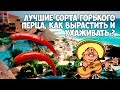 Лучшие сорта горького перца, как вырастить и ухаживать.