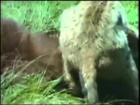 Female Bobcat VS Small American Black Bear Cub - Bobcat VS Black Bear ...