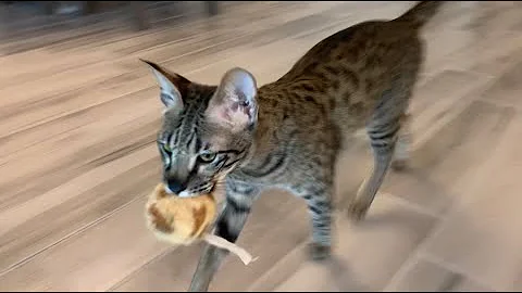 Watch the video about Cute Savannah Cat Acts Like A Dog/ Cute Cat Video