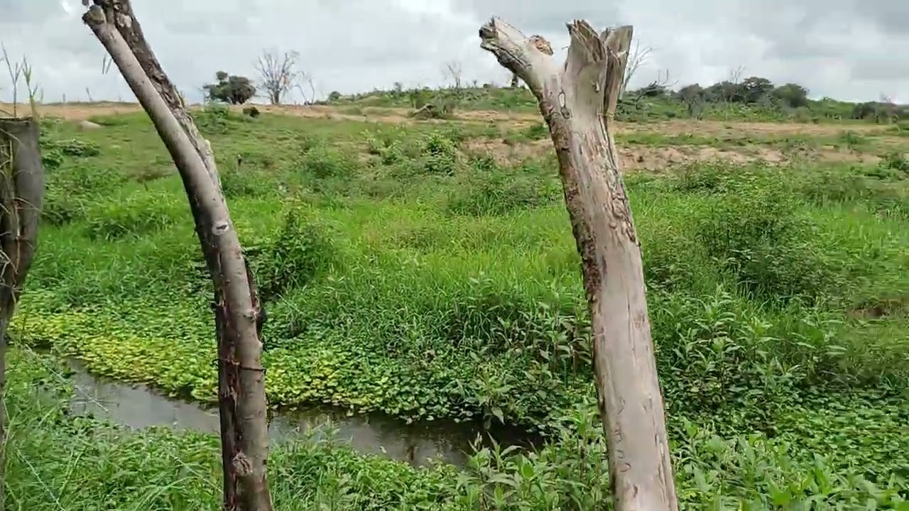 Vendo barato 60 hectares sua grande oportunidade chegou 8799102 3154 