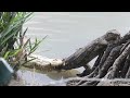 Crocodile Vs Monitor Lizard- Sajnekhali, Sundarbans-W Bengal