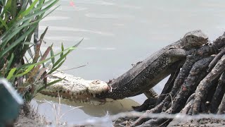 Crocodile Vs Monitor Lizard- Sajnekhali, Sundarbans-W Bengal