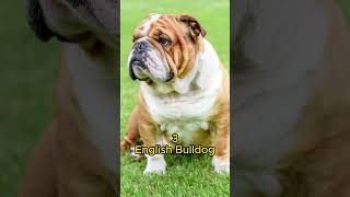 Top 7 Most Expensive Dog Breeds #shorts