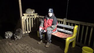 Nov 11Th- Saturday Night With All The Raccoons