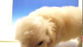 愛知県　ペットショップ　ワンラブ73047