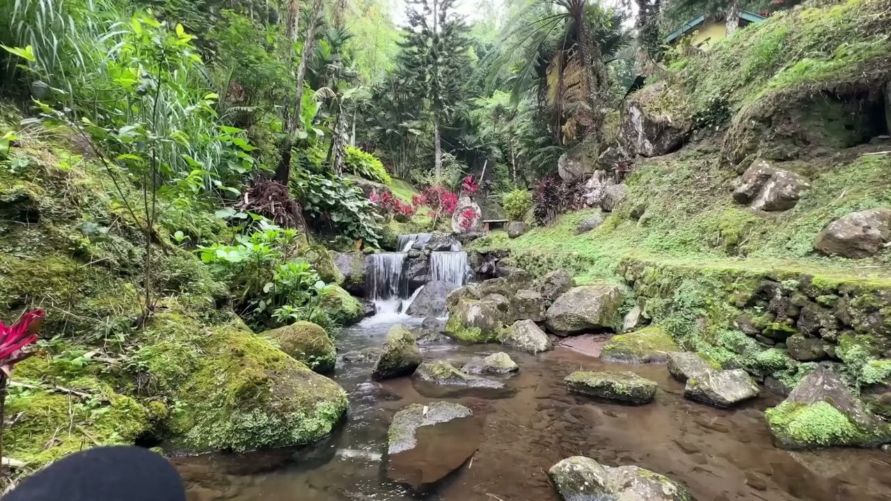 Calm Your Mind: River Sounds and Bird Singing
