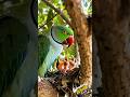 Mother Parrot Feeding Her Children  #feeding #birds #nature