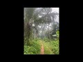 Exploring Palm Plantation &amp; Flowing River somewhere in Nigeria | Relaxing Nature Livestream 🌴💧