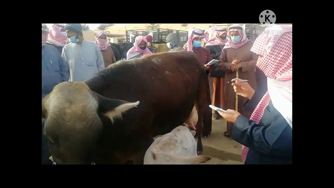 تغطية سوق الأبقار في بريده الجمعه صباحا 23/6/1442