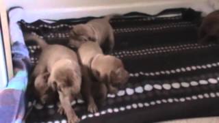 Hungarian Vizsla Puppies