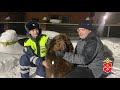 В Кемеровской области полицейские вернули хозяину потерявшихся породистых собак