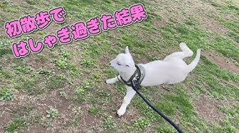 子羊 Youtube 子羊 Youtube