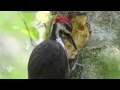 Pileated woodpecker