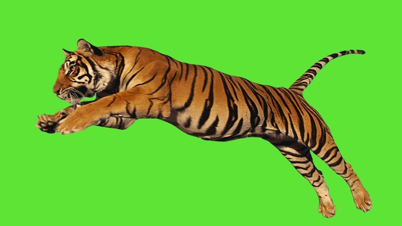 Tiger Green Screen video Tiger Green Screen Effects YouTube