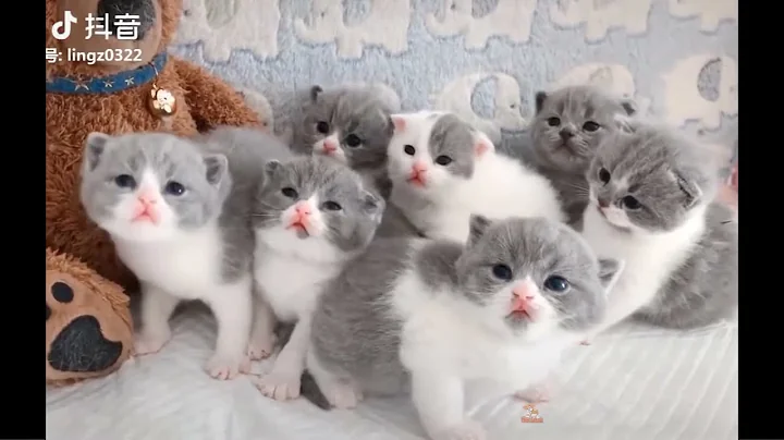 Video 1161211: cute munchkin baby kitten