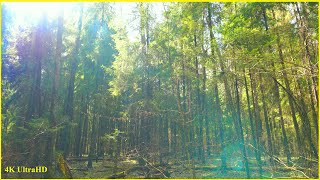 4K Nature relaxation #1 Spring Forest